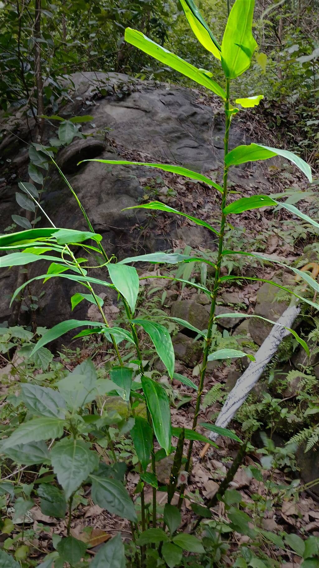 Zingiber anamalayanum habit