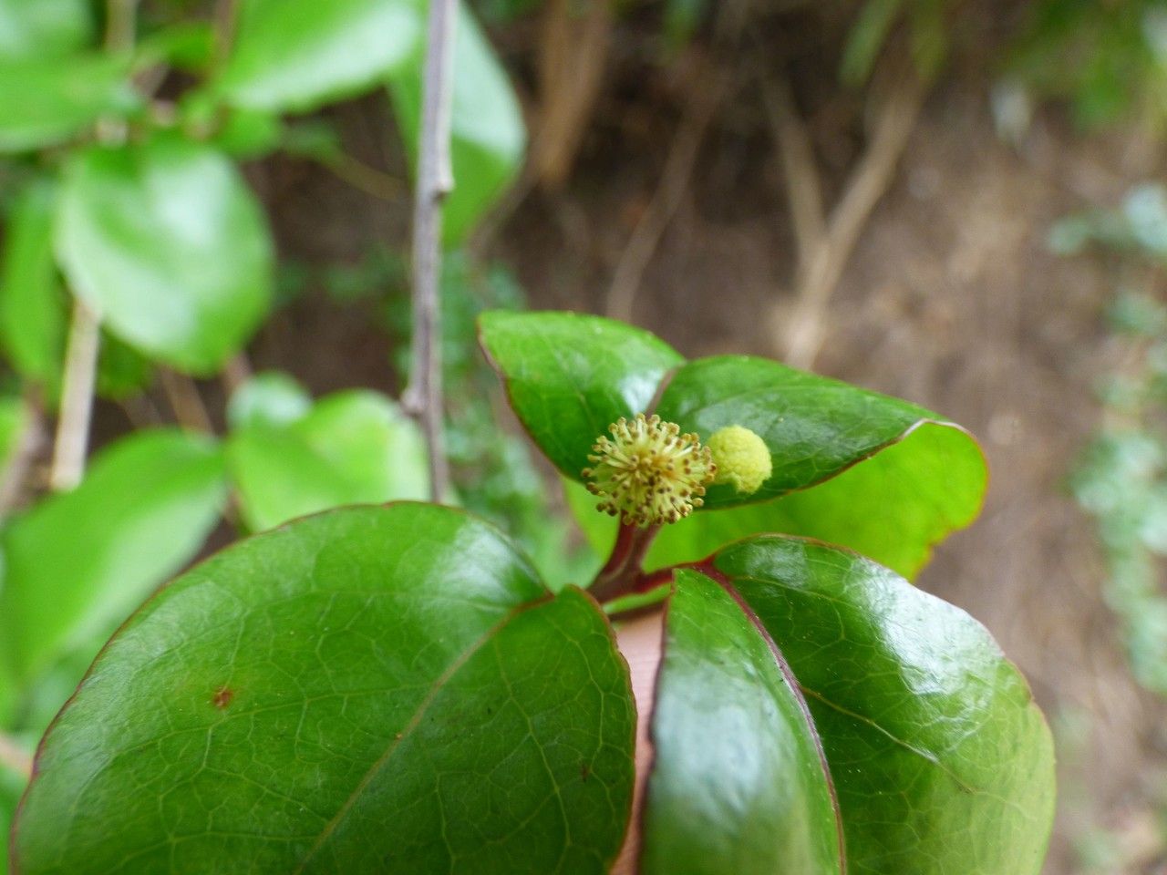 Flacourtia indica flower