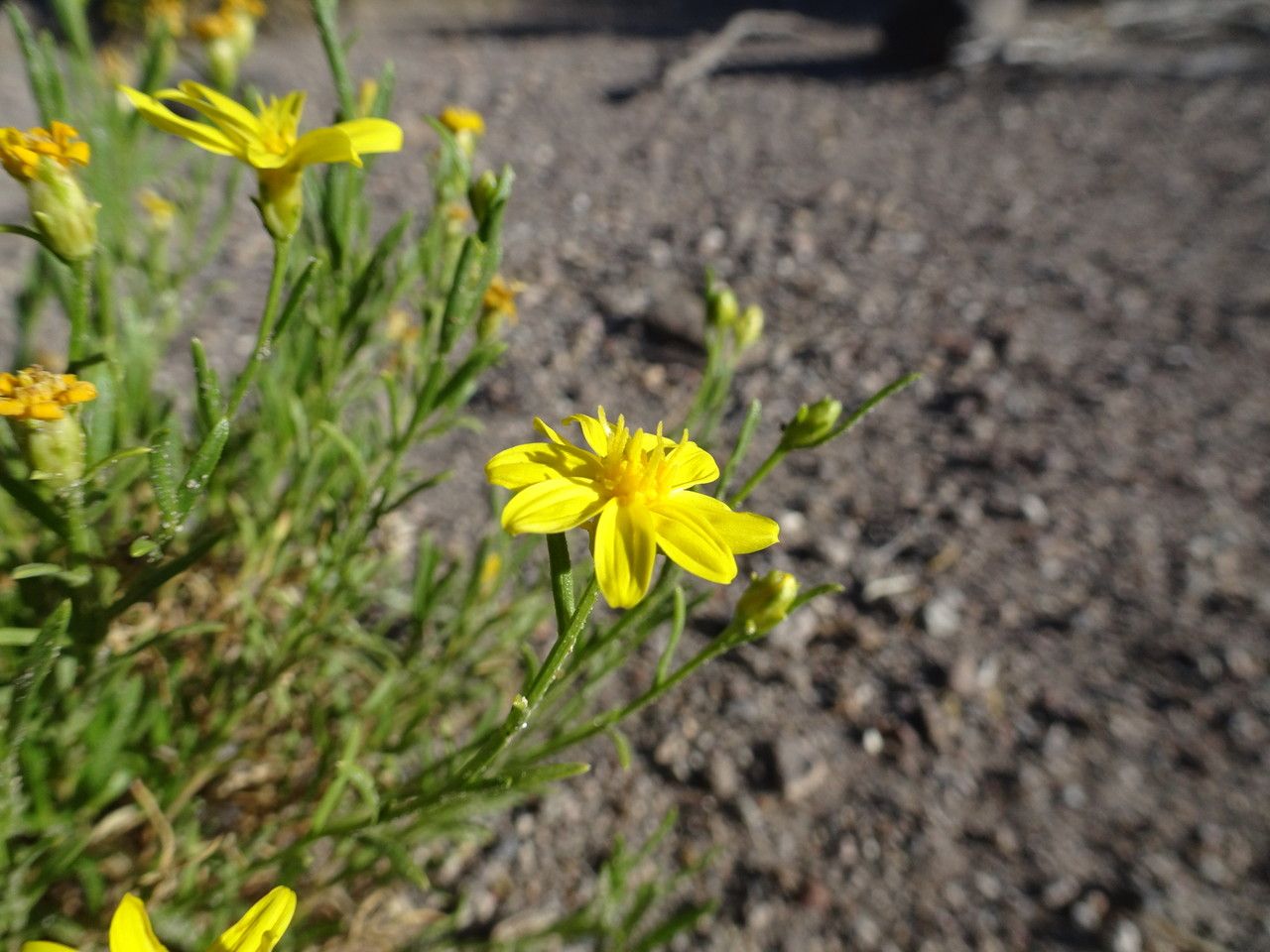Gutierrezia mandonii — search result for 'Gutierrezia'