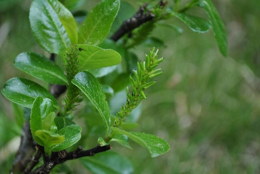 Salix glabra flower
