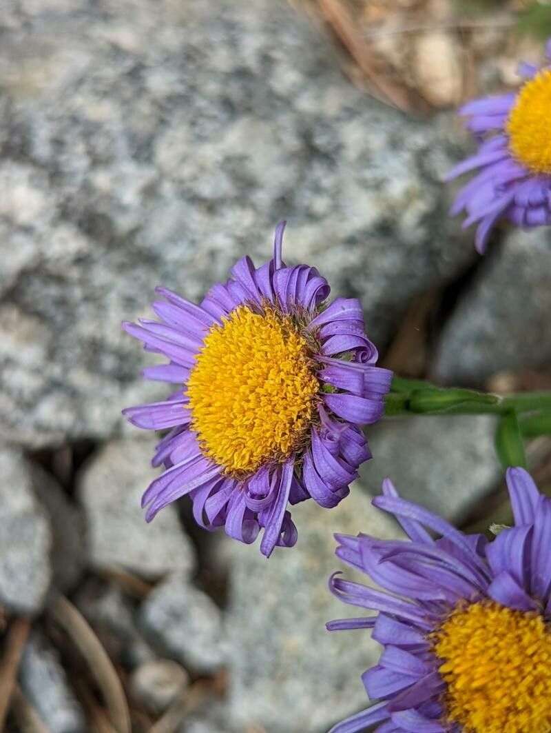 Aster flaccidus flower