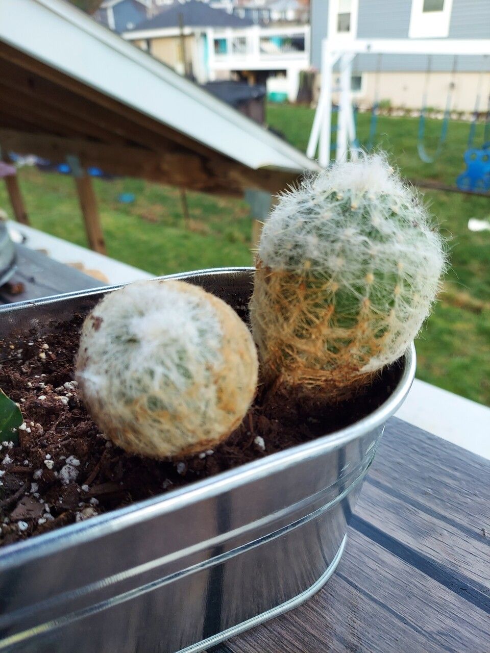 Cephalocereus senilis flower