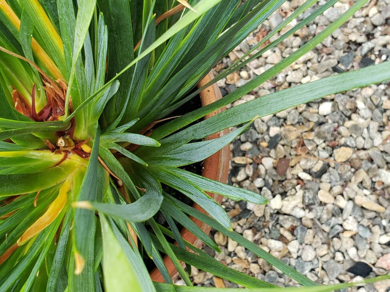 Diplarrena moraea — houseplant care guide