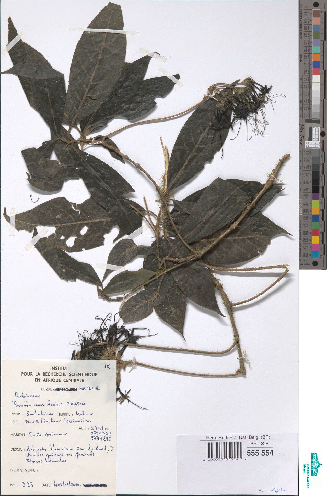 Pavetta rwandensis — houseplant care guide