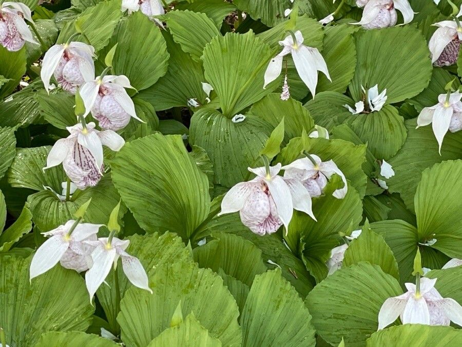 Cypripedium formosanum flower