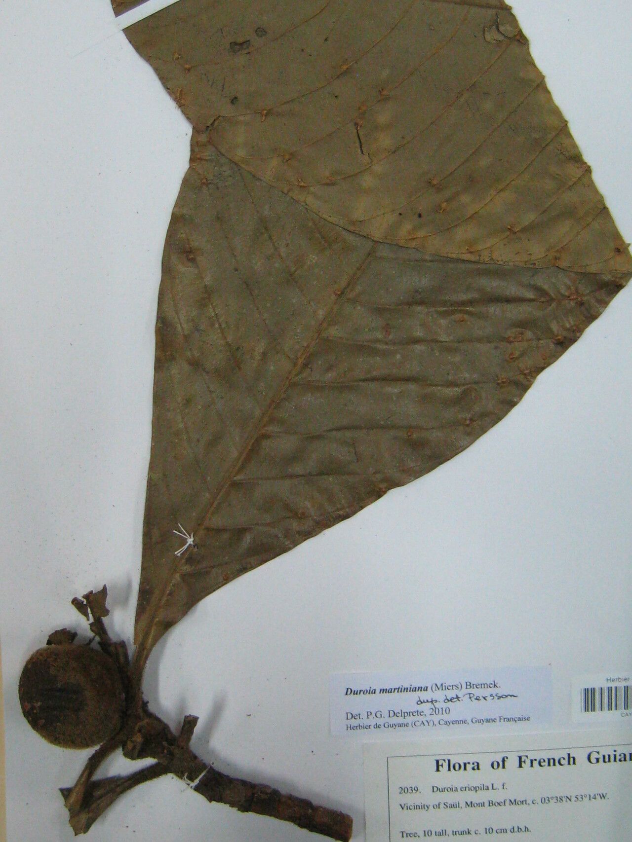 Duroia martiniana other