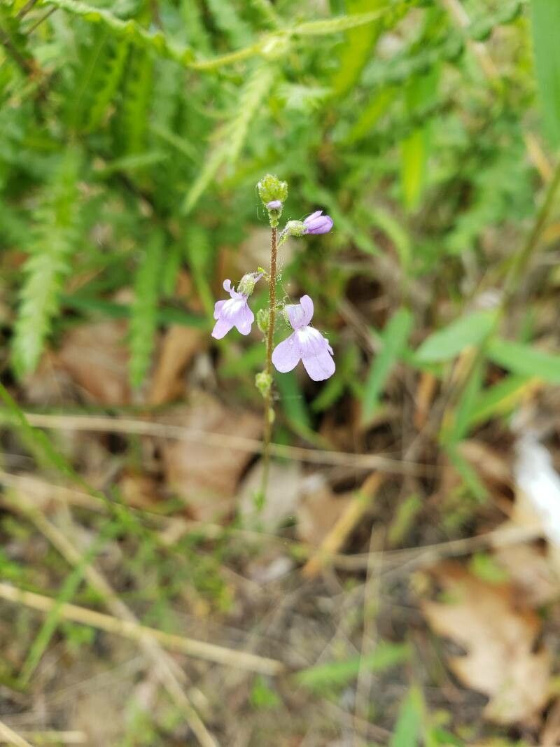 Nuttallanthus canadensis flower