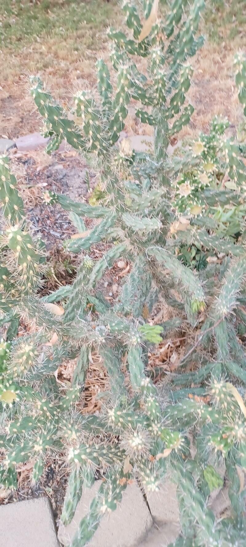 Cylindropuntia imbricata leaf