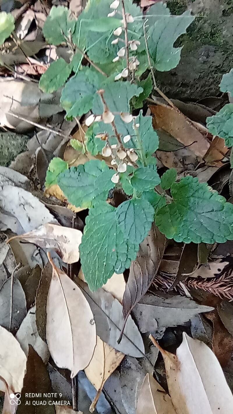 Scutellaria indica fruit
