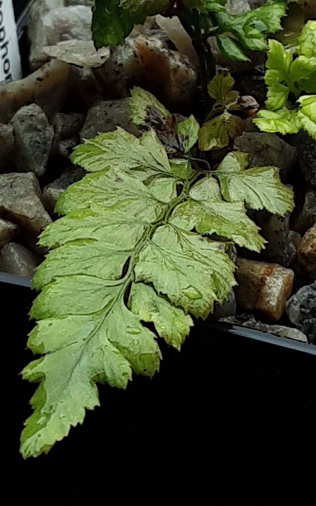 Polystichum otophorum leaf