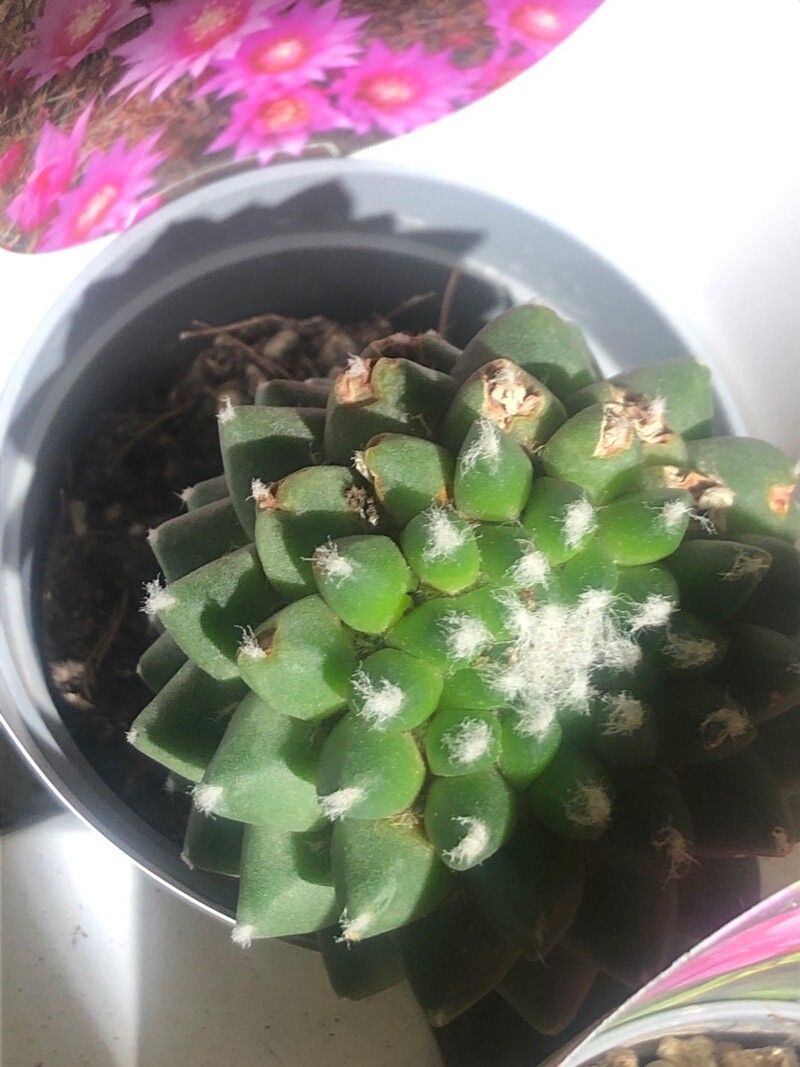 Mammillaria zeilmanniana leaf