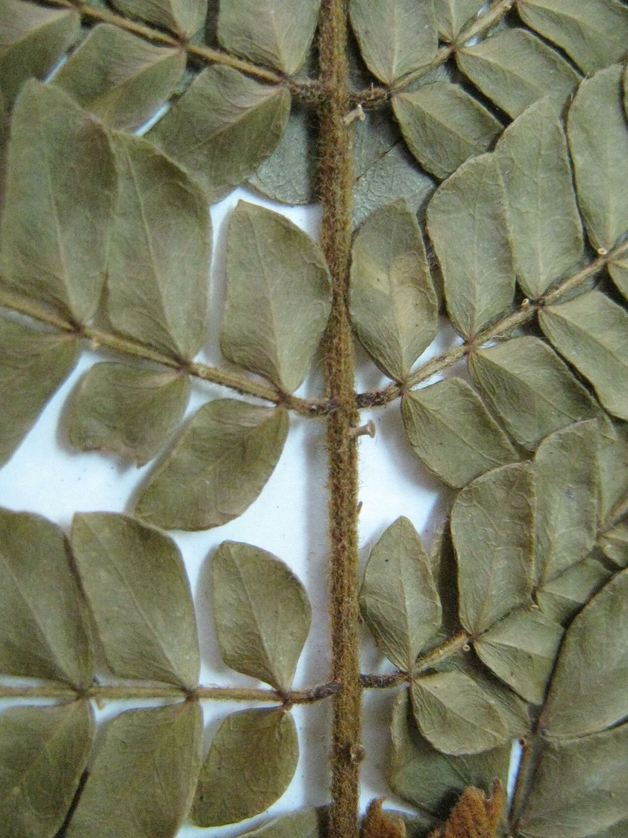 Abarema barbouriana other