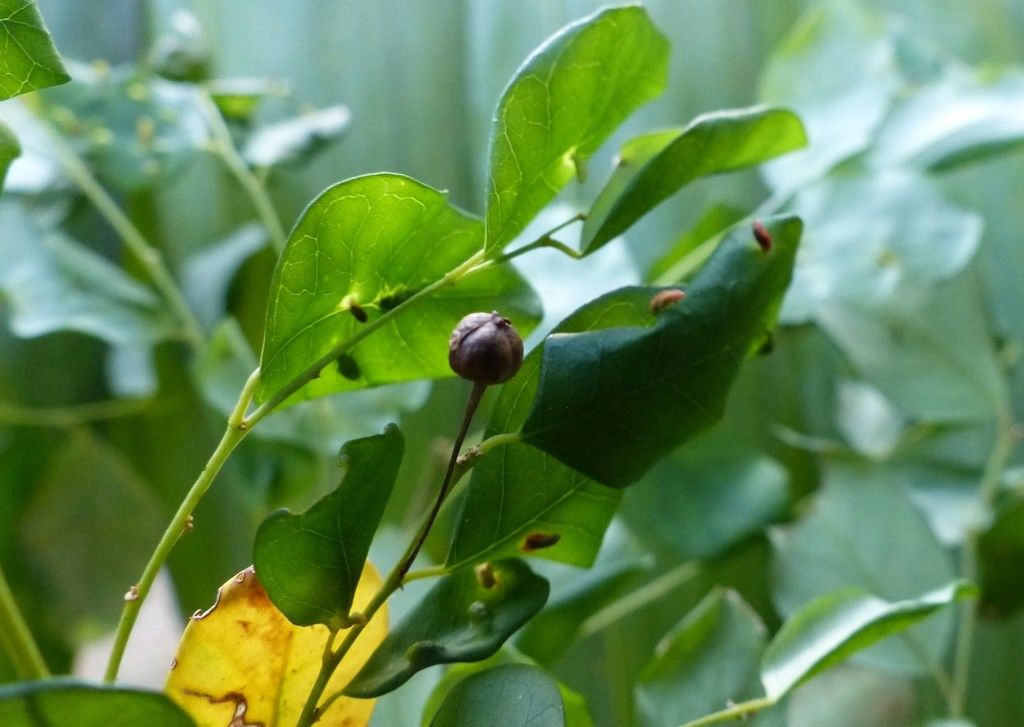 Phyllanthus calcicola — houseplant care guide