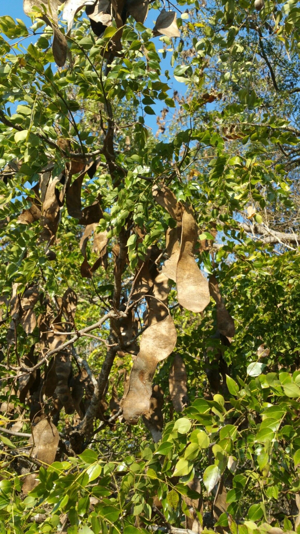 Albizia odorata fruit