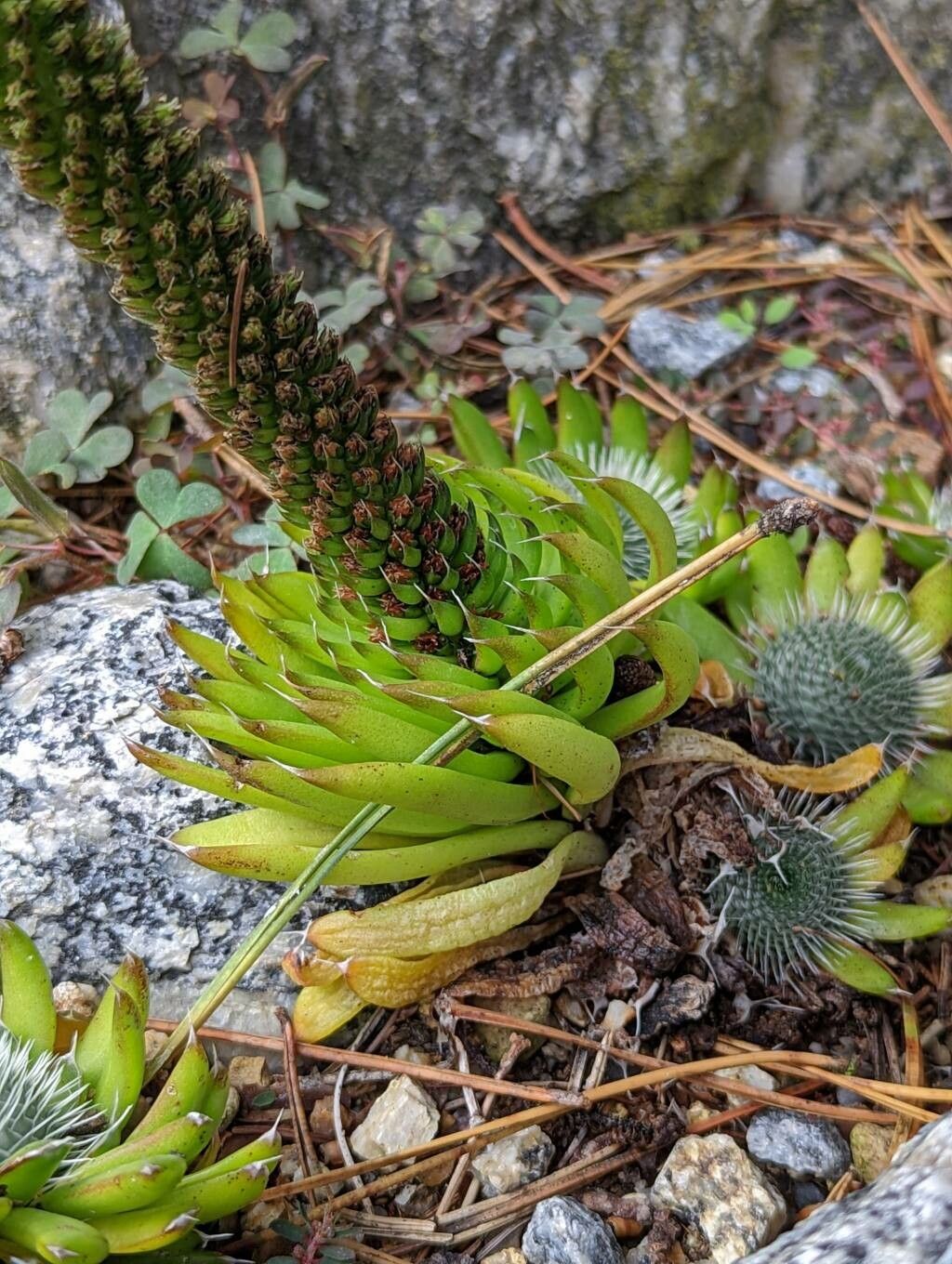 Orostachys spinosa leaf