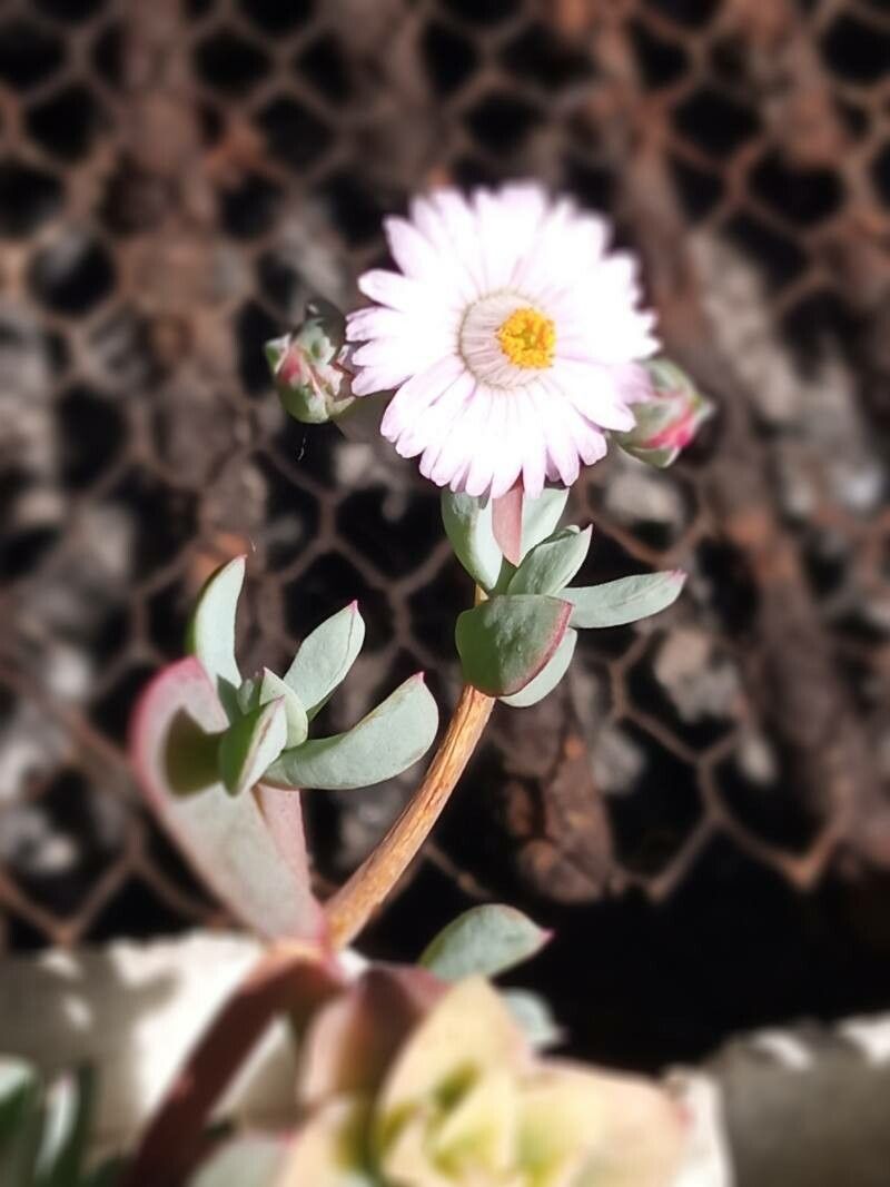 Oscularia caulescens bark
