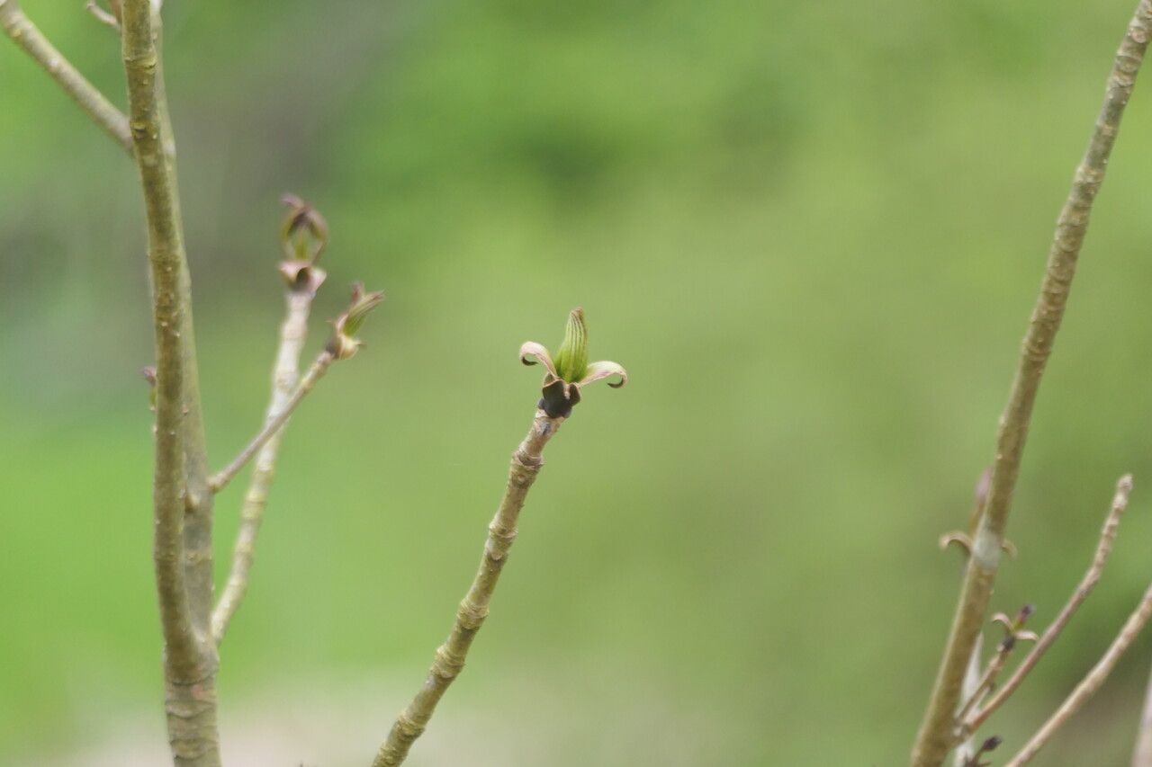 Fraxinus platypoda — search result for 'Fraxinus'