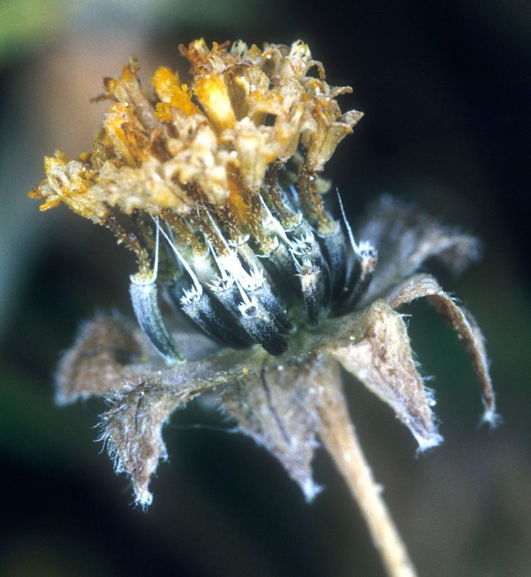 Lasthenia burkei flower