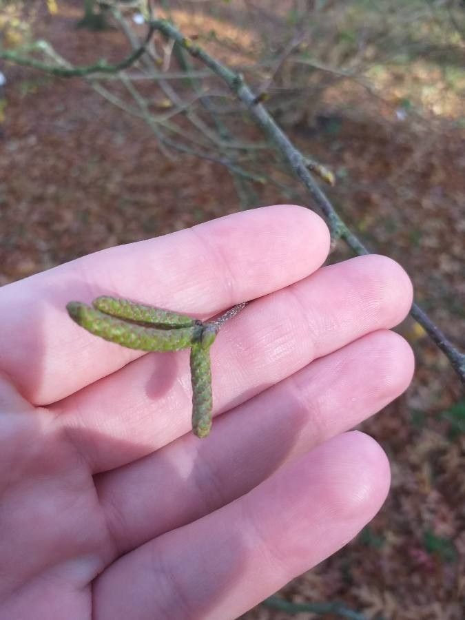 Betula platyphylla flower