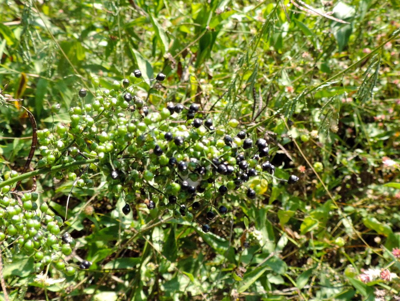 Panicum trichoides habit