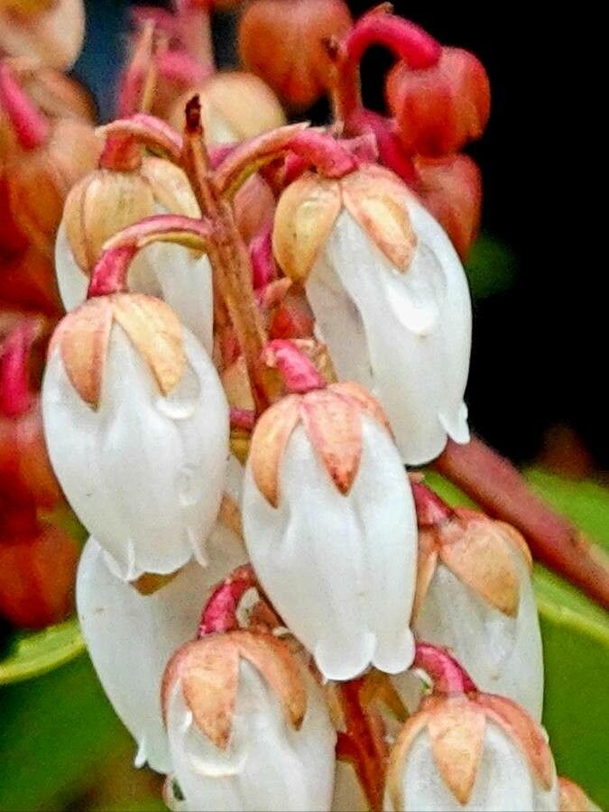 Pyrola picta flower