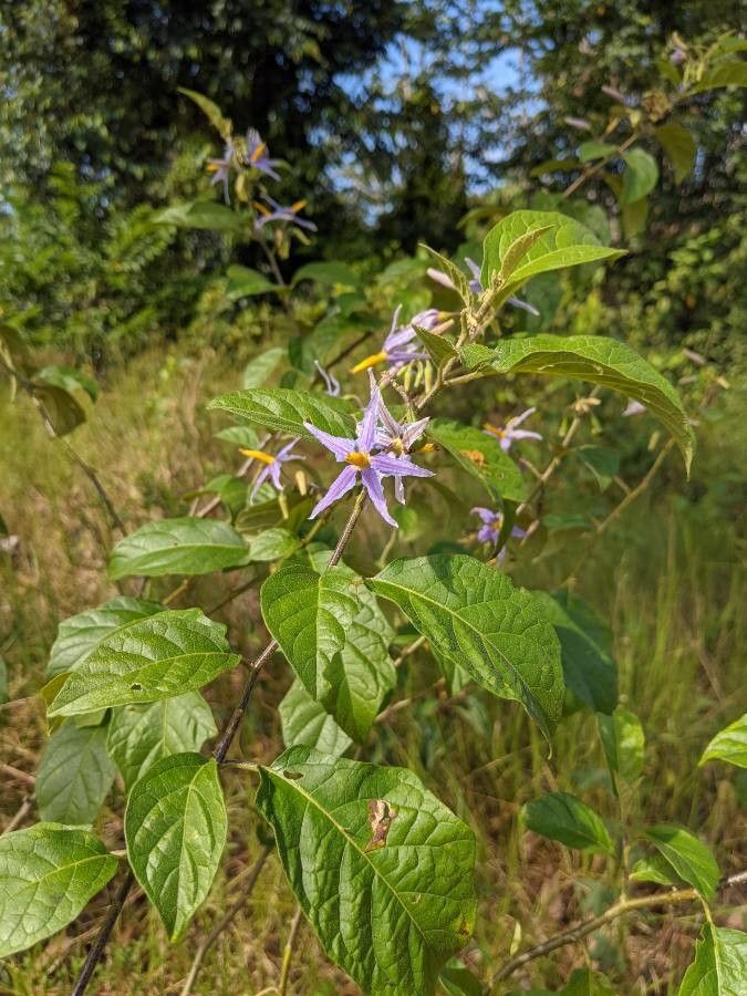 Solanum subinerme habit