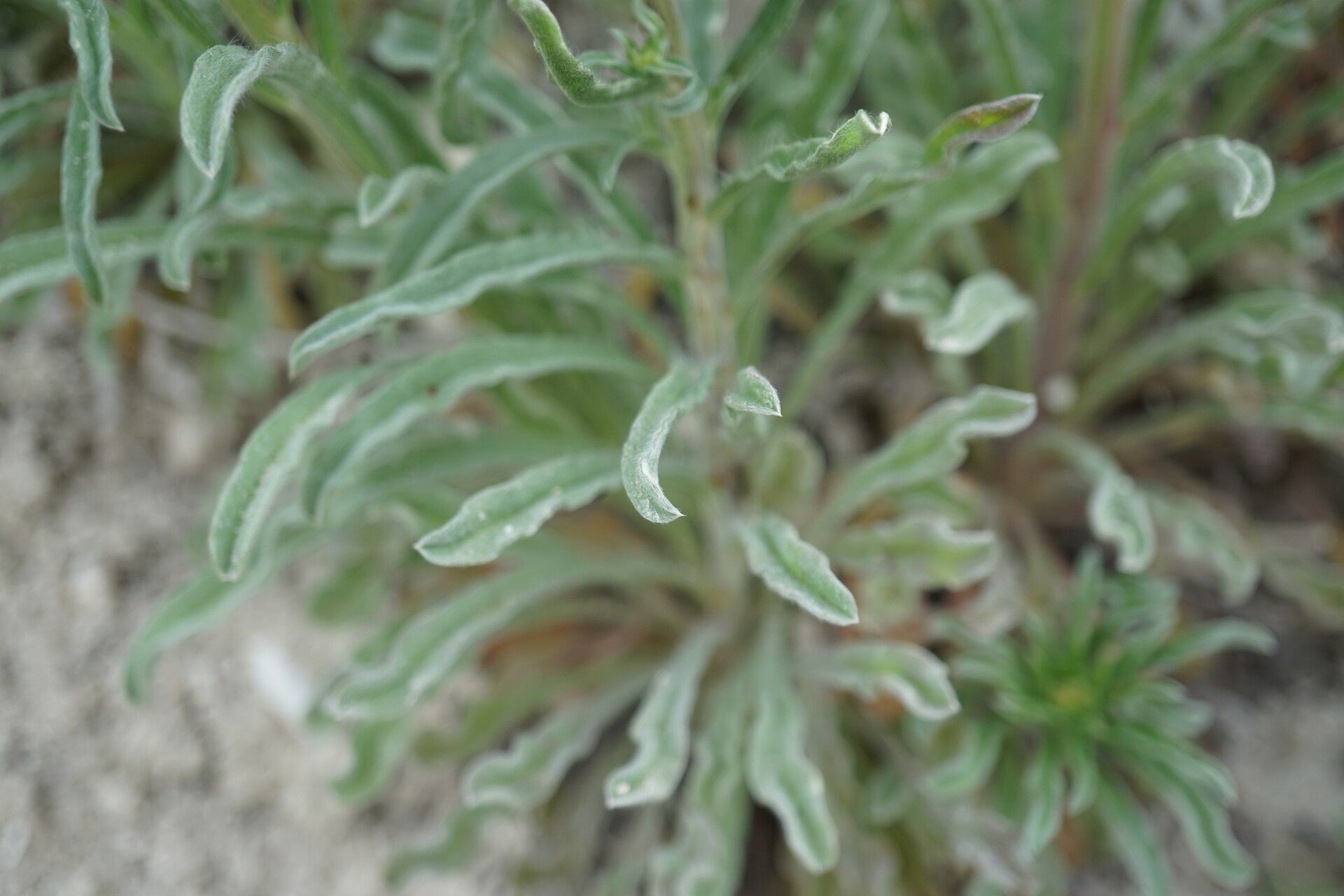 Lappula barbata — related species from the same genus