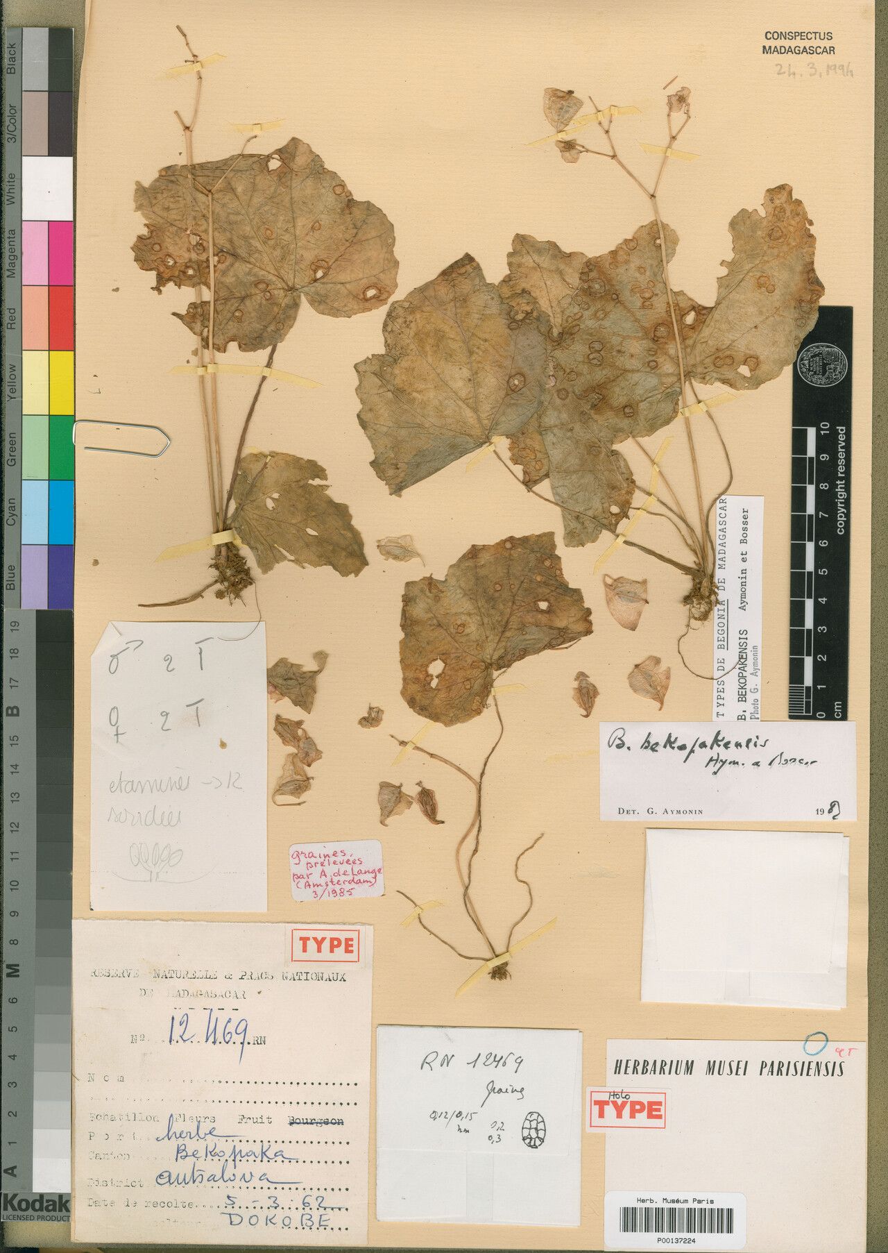 Begonia bekopakensis — houseplant care guide