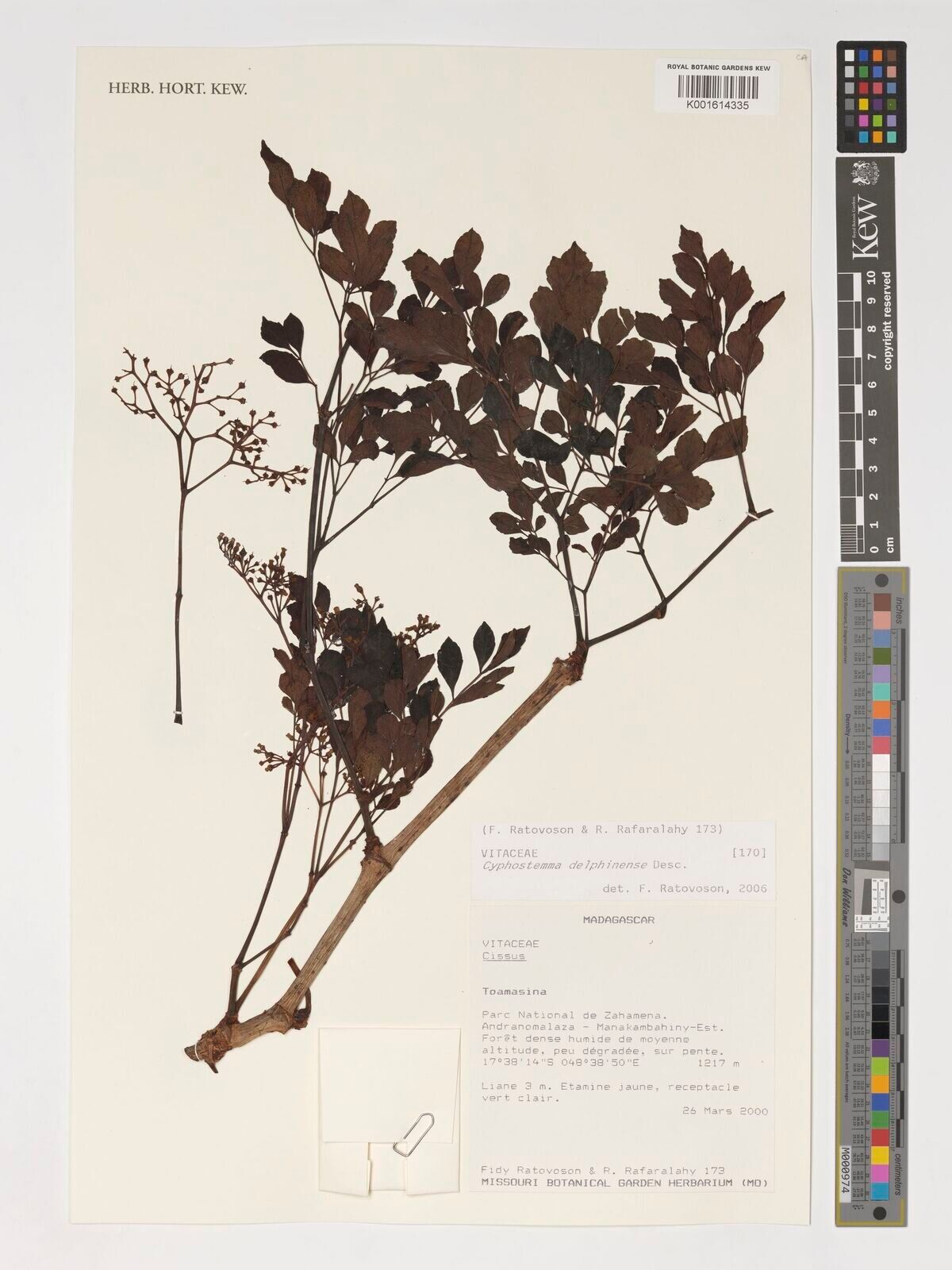 Cyphostemma delphinense — search result for 'Cyphostemma'