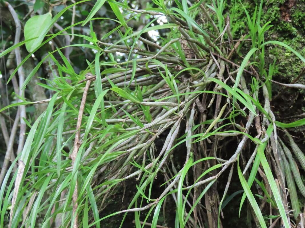 Scaphyglottis mesocopis — houseplant care guide