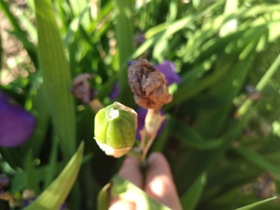 Iris cengialti fruit