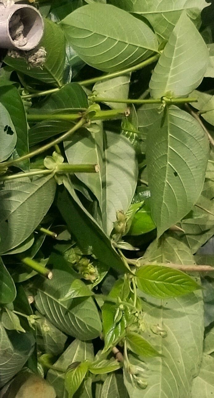 Uncaria gambir — related species from the same genus