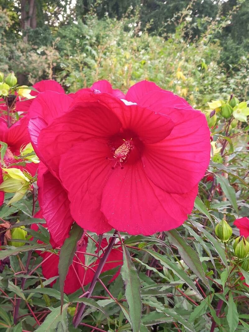 Hibiscus grandiflorus flower