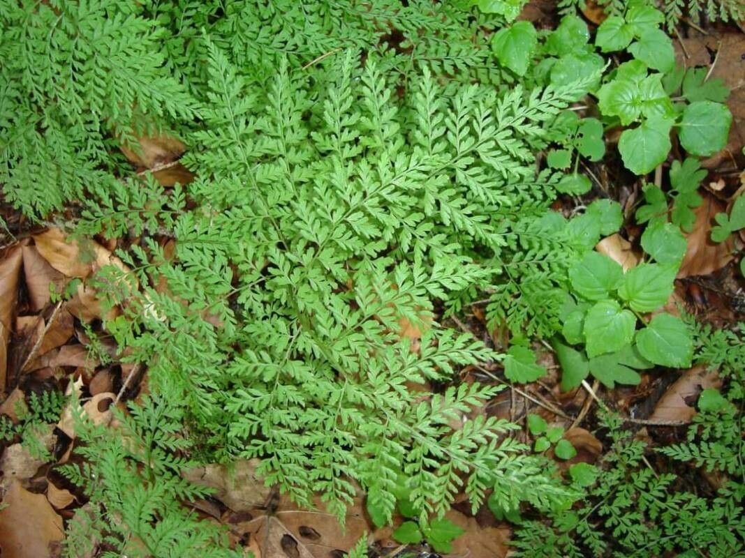 Cystopteris fragilis flower