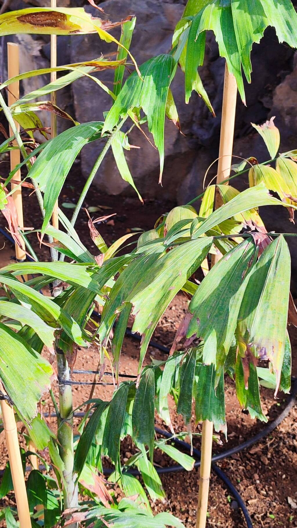 Ptychosperma pullenii leaf