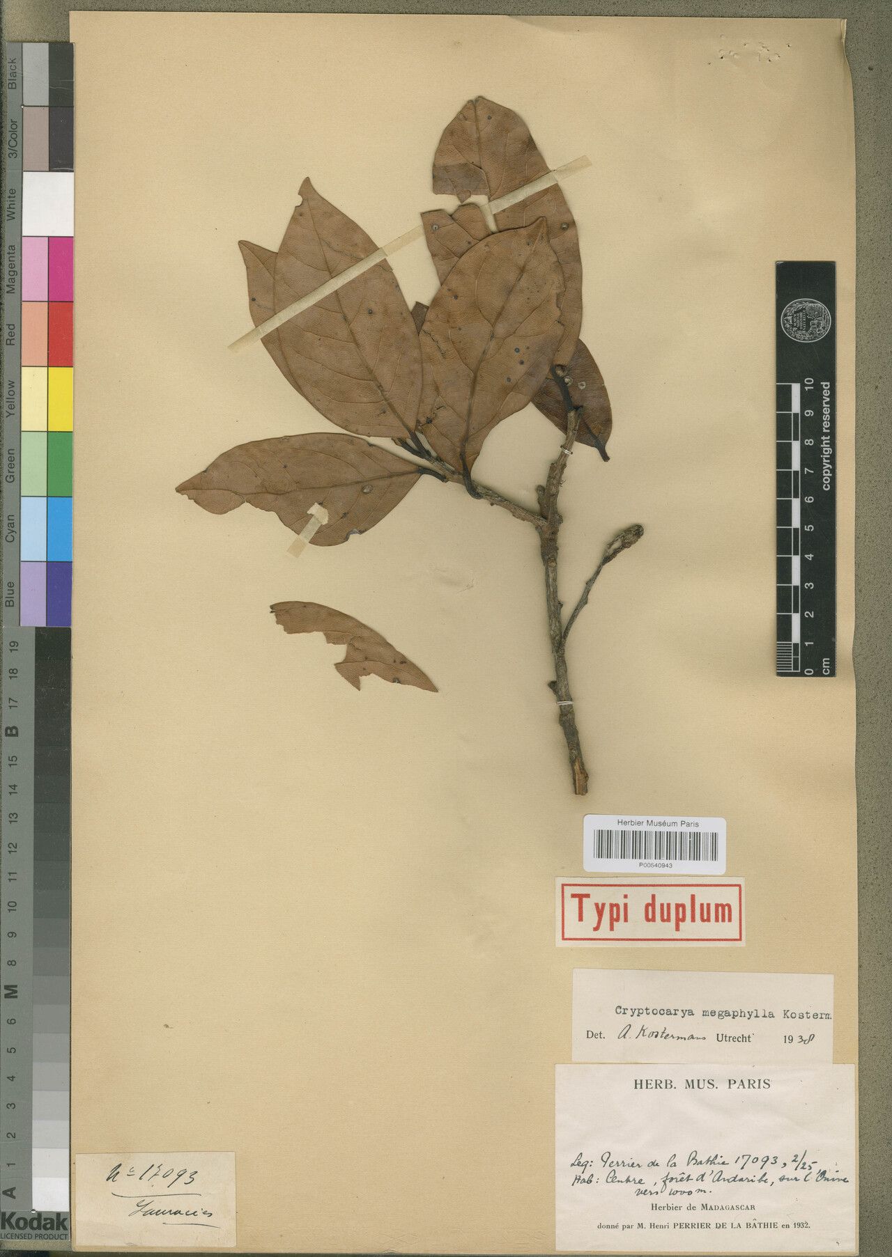 Cryptocarya megaphylla — houseplant care guide