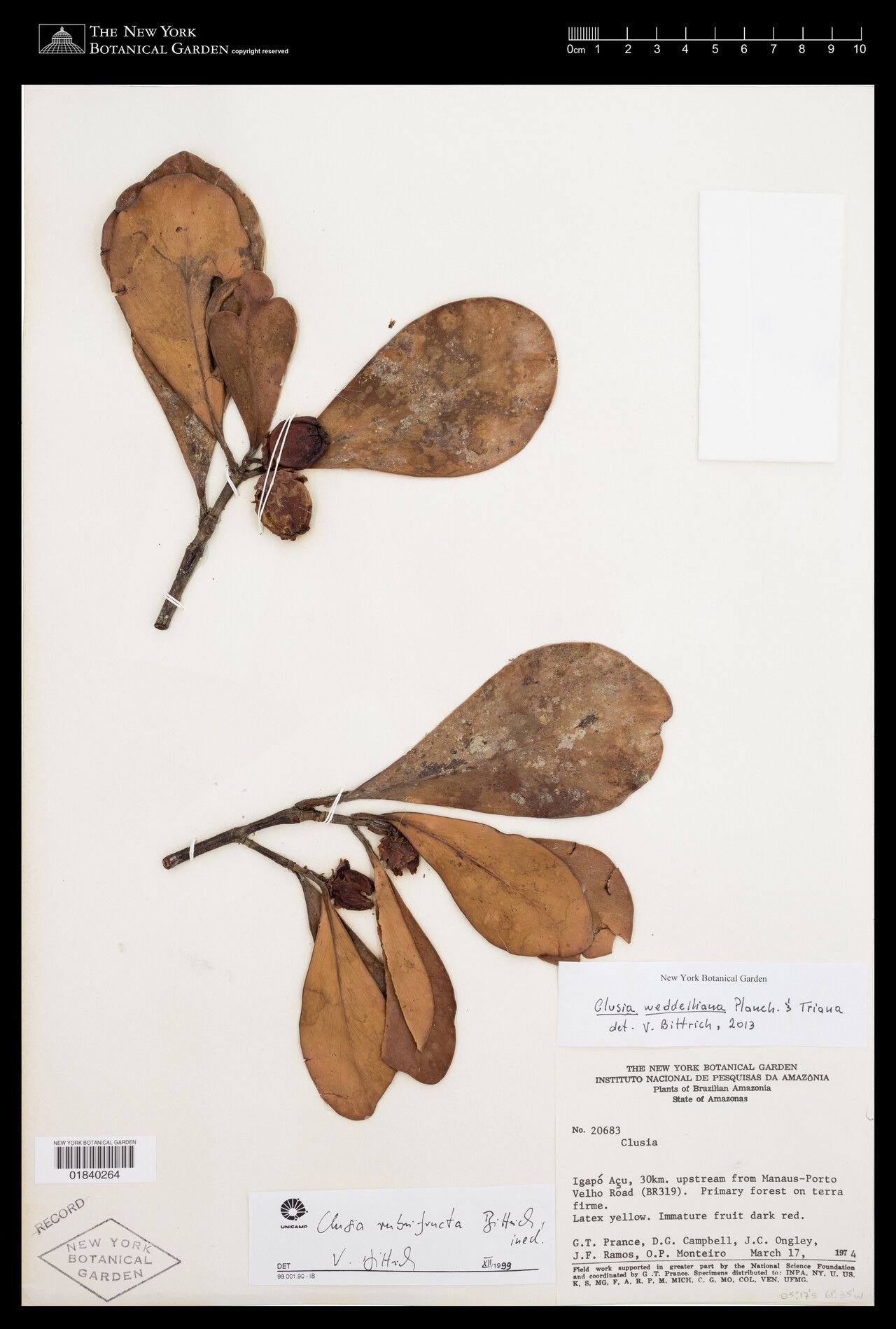 Clusia rubrifructa — search result for 'Clusia'