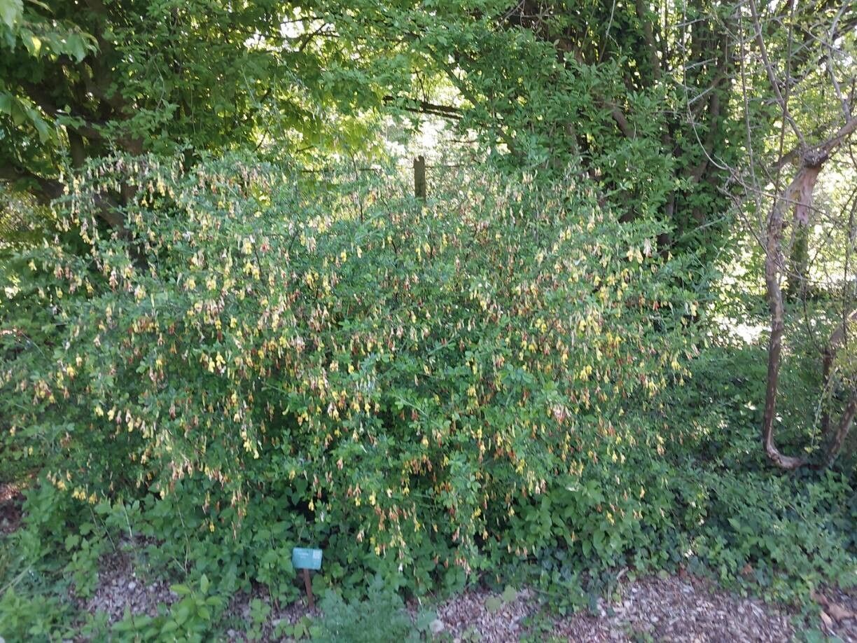 Caragana sinica habit