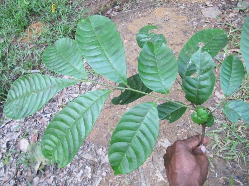 Trichilia schomburgkii leaf