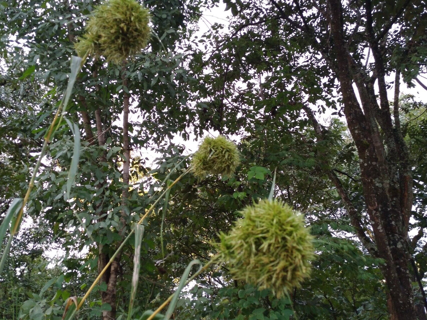 Cymbopogon densiflorus habit