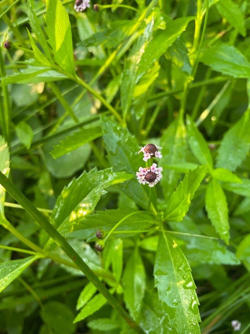 Phyla lanceolata flower