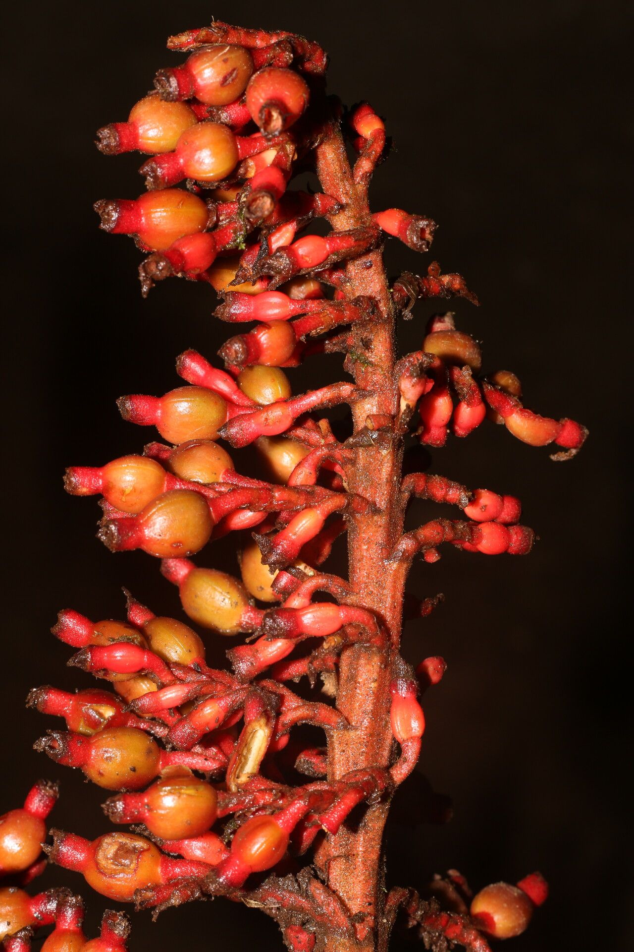 Renealmia mexicana flower