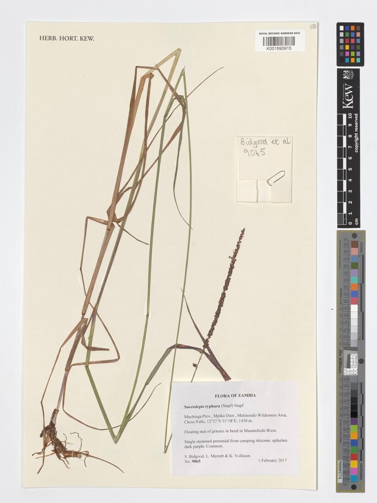 Sacciolepis typhura — houseplant care guide