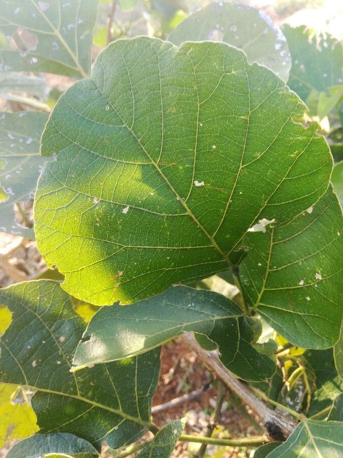 Butea monosperma leaf