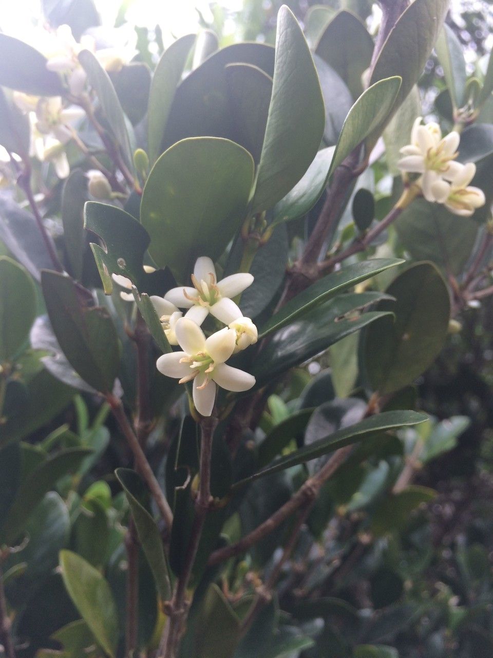 Coffea myrtifolia flower