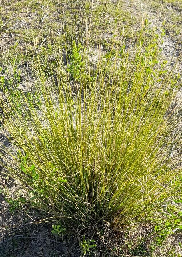 Elionurus muticus habit