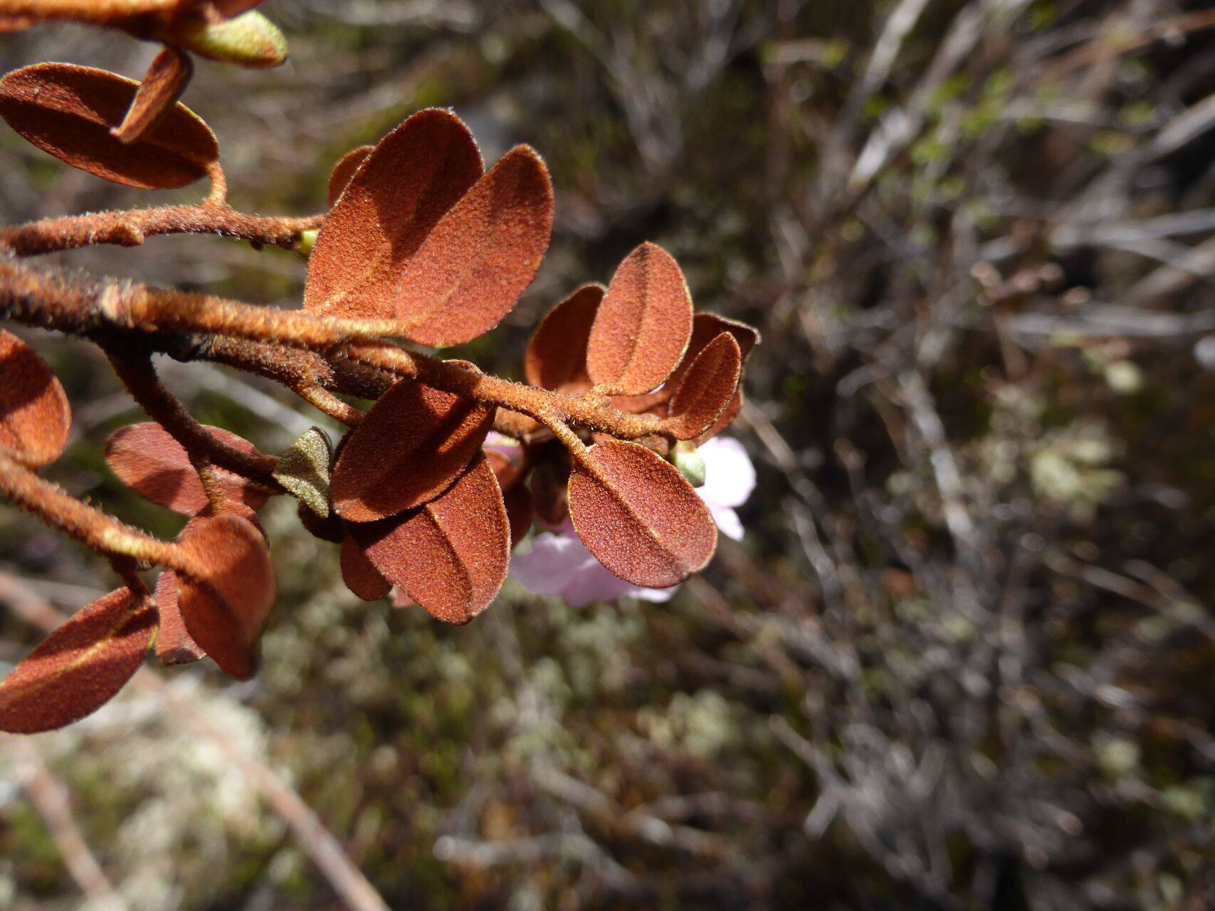 Rhododendron laudandum leaf