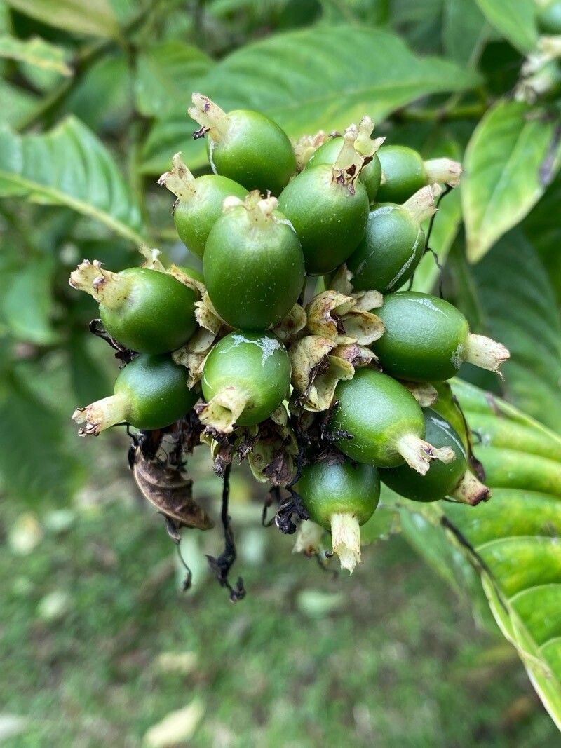 Palicourea tetragona fruit