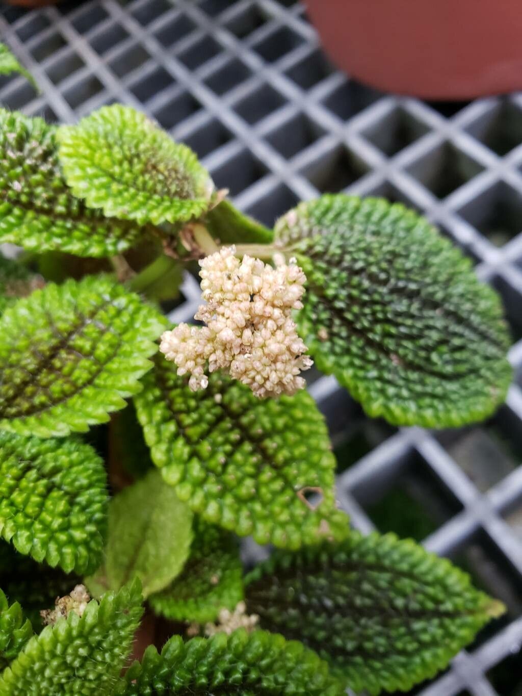 Pilea ovalis flower