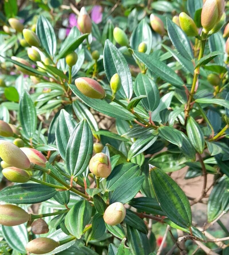 Tibouchina mutabilis — search result for 'Tibouchina'